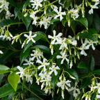 Trachelospermum jasminoides 'Star of Venice'  23cm