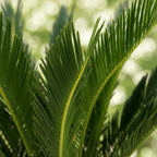 Cycas revoluta - Palmvaren - Weinig onderhoud - Groen - 1 - Pot 17cm - Hoogte 70cm