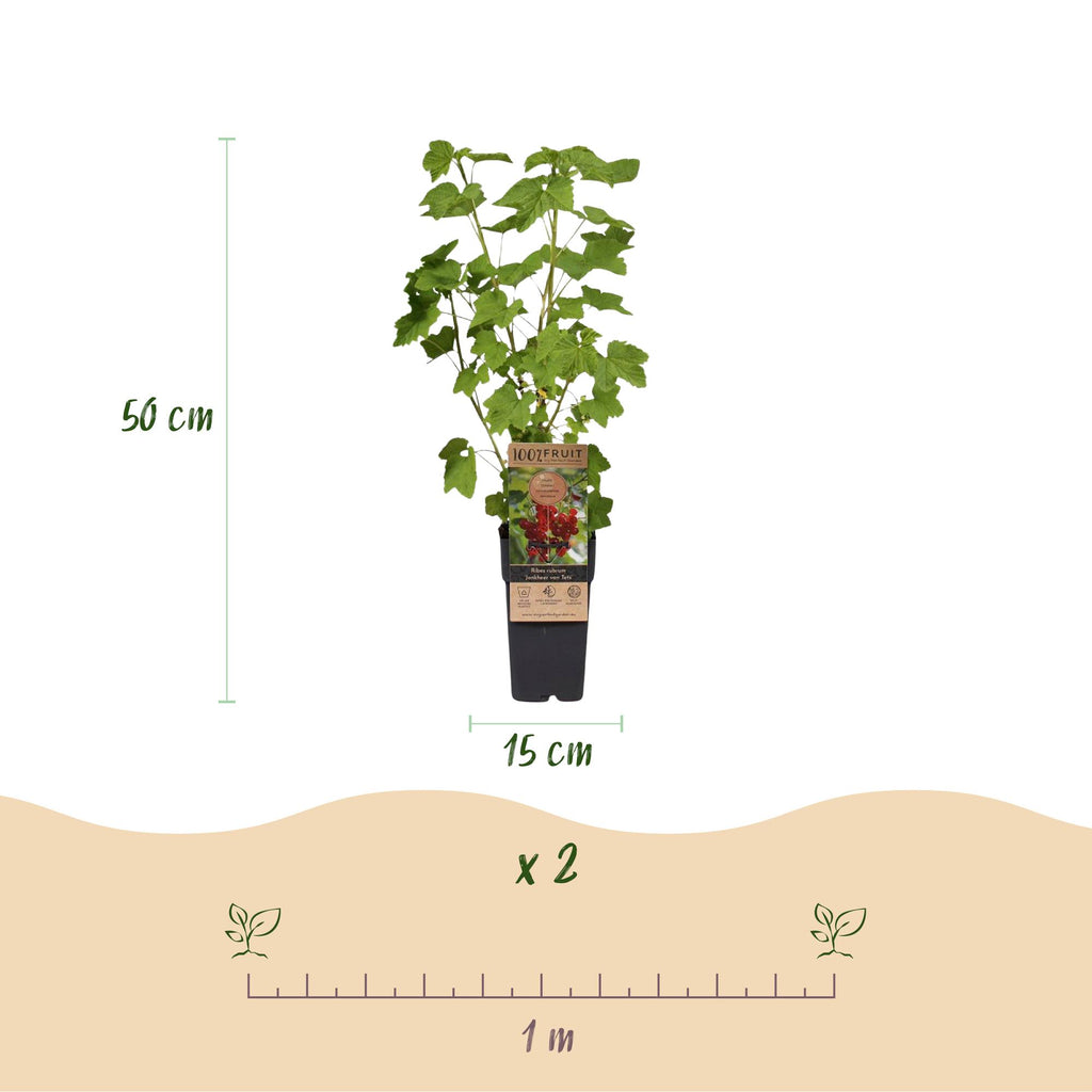 Fruitplant - Ribes rubrum Jonkheer van Tets - Bessenplant - Winterhard - Rode Bes - 2 Planten - Pot 15cm - Hoogte 50cm