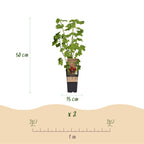 Fruitplant - Ribes rubrum Jonkheer van Tets - Bessenplant - Winterhard - Rode Bes - 2 Planten - Pot 15cm - Hoogte 50cm