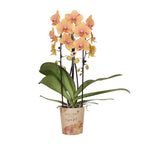 Oranje phalaenopsis orchidee potmaat Ø12cm | Sunny Bunny | bloeiende kamerplant - vers van de kweker