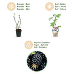 Fruitplanten -3x  Braam - Rubus Black Satin - Winterhard - 3 Planten - Pot 9 cm - Zwarte Braam