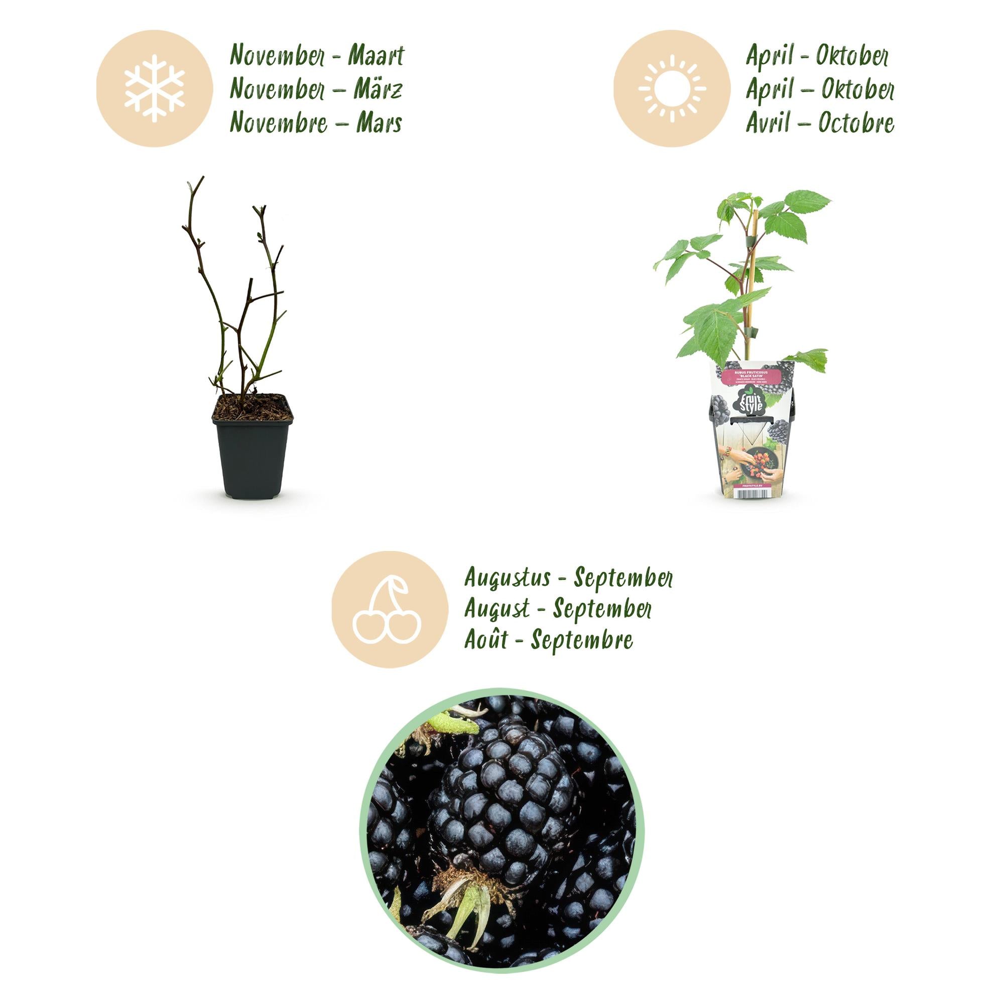 Fruitplanten -3x  Braam - Rubus Black Satin - Winterhard - 3 Planten - Pot 9 cm - Zwarte Braam