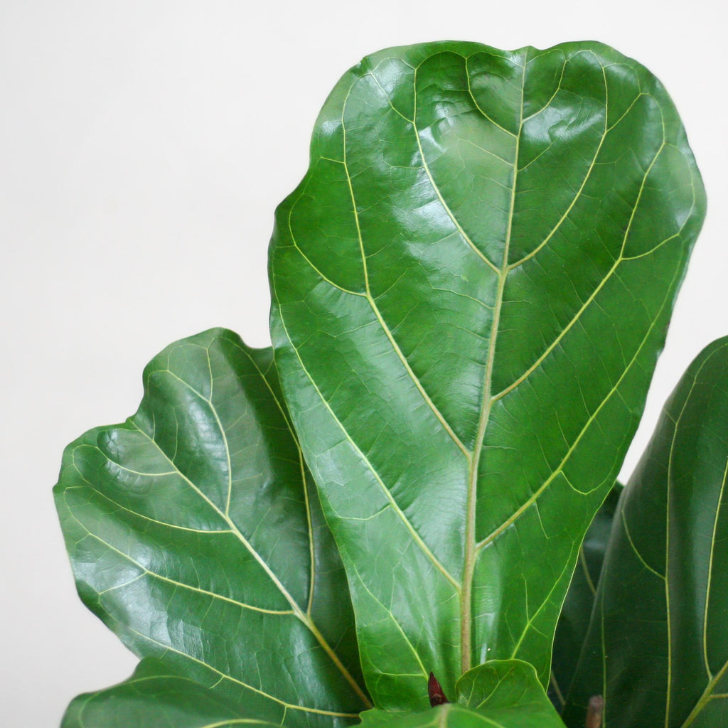Ficus Lyrata met Potter pot wit - 80cm - Ø21