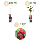 Fruitplant - 2x Rubus log. Tayberry - Braamboos - Winterhard - Paarse Framboos - 2 Planten - Pot 15cm - Hoogte 50cm