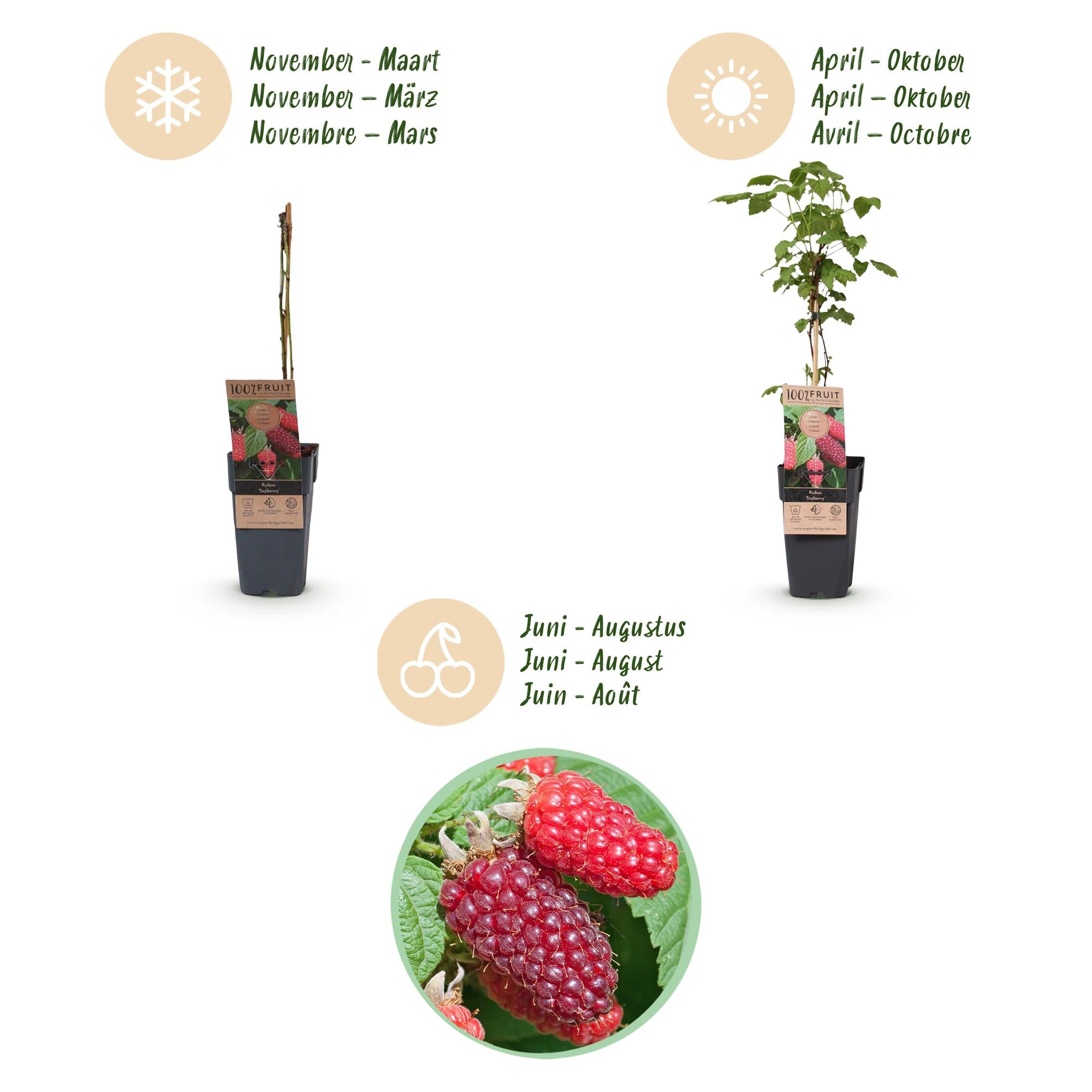 Fruitplant - 2x Rubus log. Tayberry - Braamboos - Winterhard - Paarse Framboos - 2 Planten - Pot 15cm - Hoogte 50cm