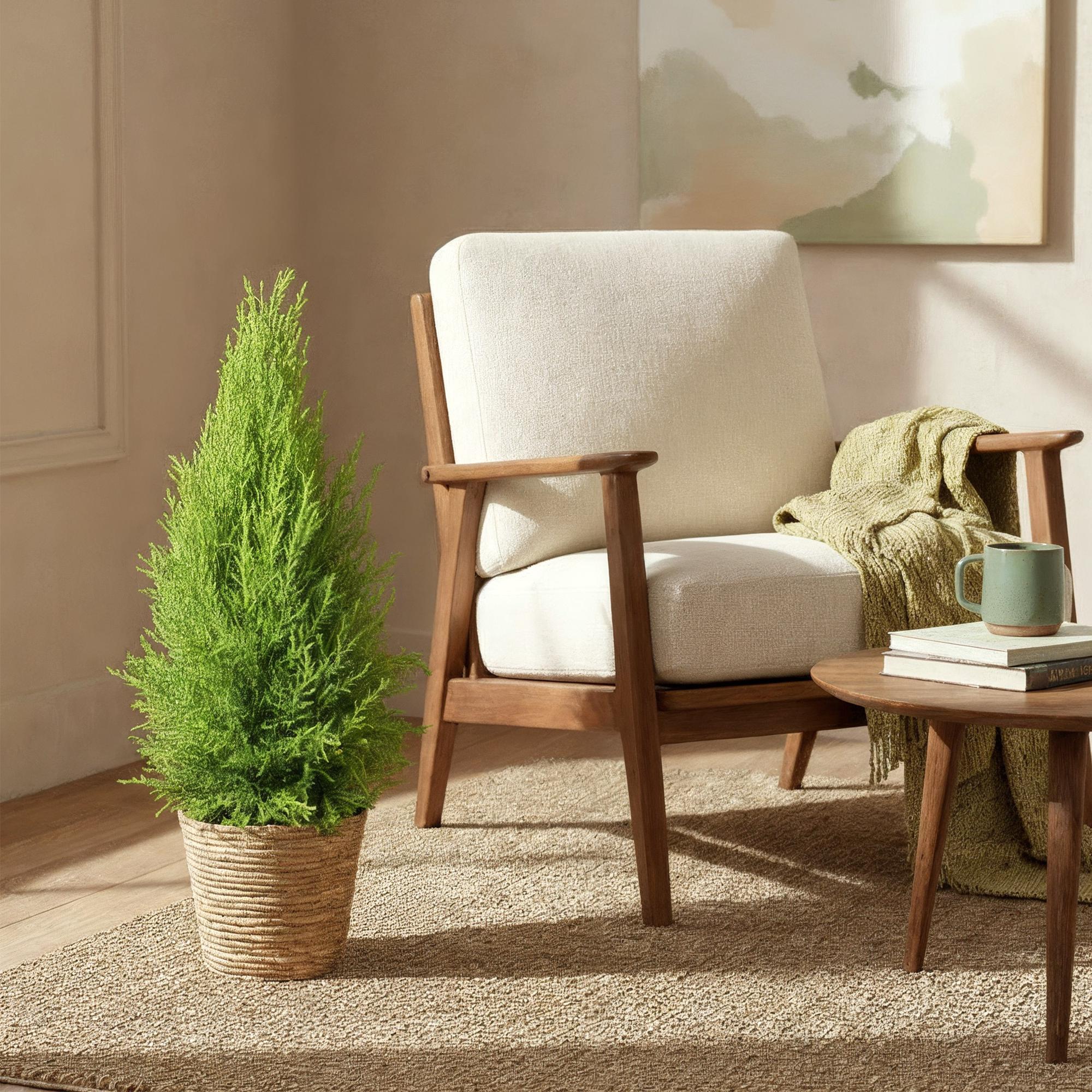 Cupressus Gold Crest Wilma - Kamer conifeer - Weinig onderhoud - Groen - 1 Plant - Pot 21cm - Hoogte 85-95cm