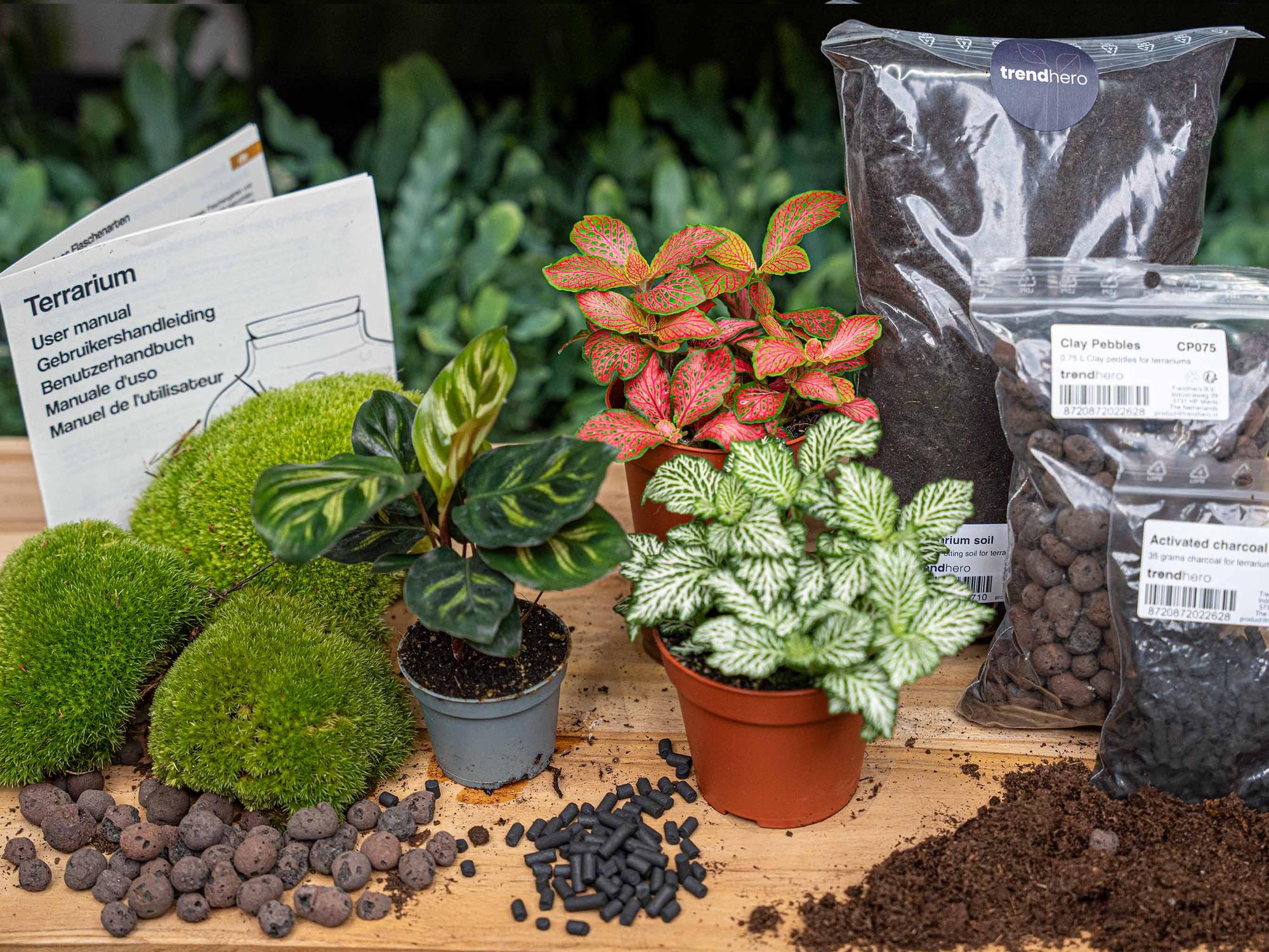 Planten terrarium navulling & startpakket - Calathea Makoyana - Package 2