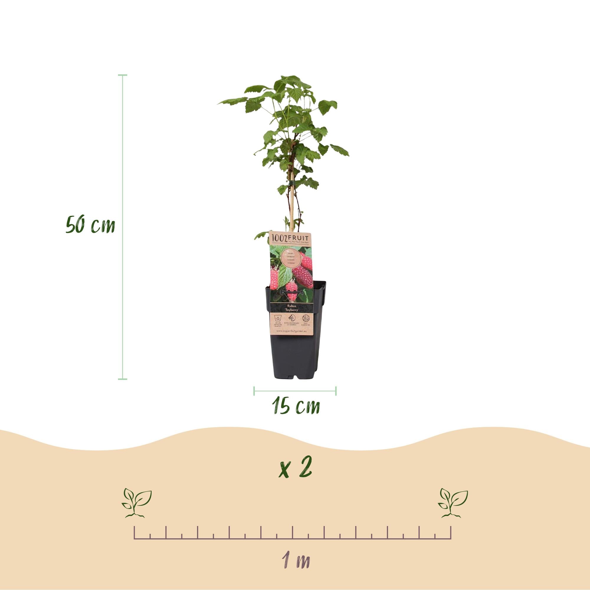 Fruitplant - 2x Rubus log. Tayberry - Braamboos - Winterhard - Paarse Framboos - 2 Planten - Pot 15cm - Hoogte 50cm