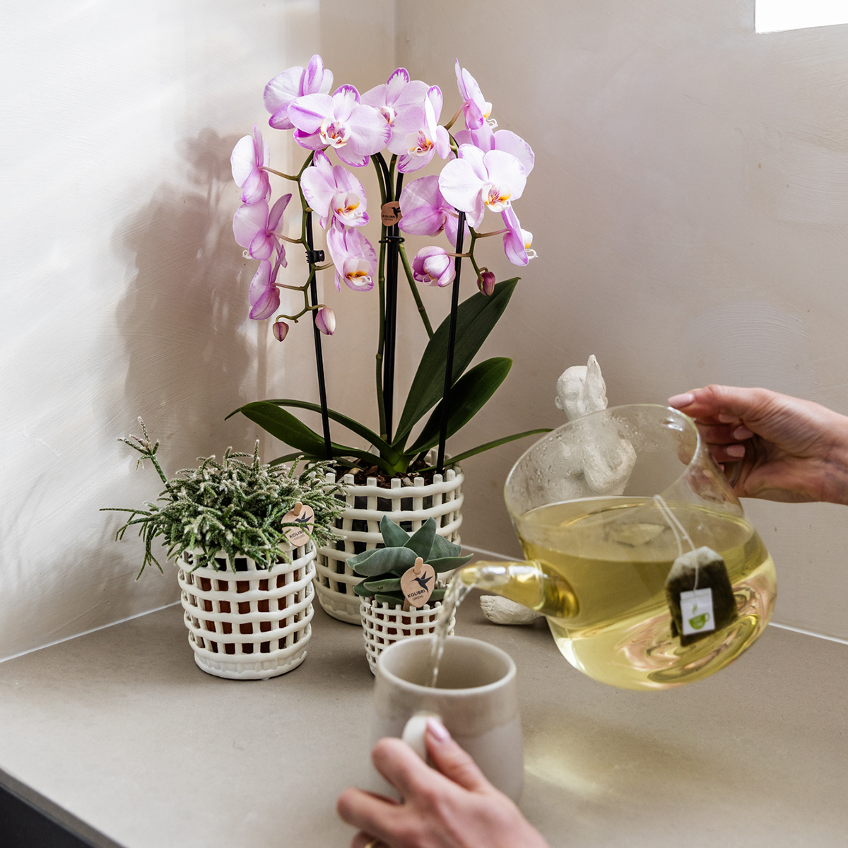 Roze Niagara Falls orchidee 12cm met Mesh White sierpot – vers van de kweker