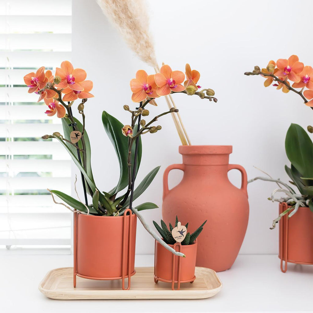 Oranje Phalaenopsis orchidee - Mineral Bolzano - potmaat Ø9cm | bloeiende kamerplant - vers van de kweker