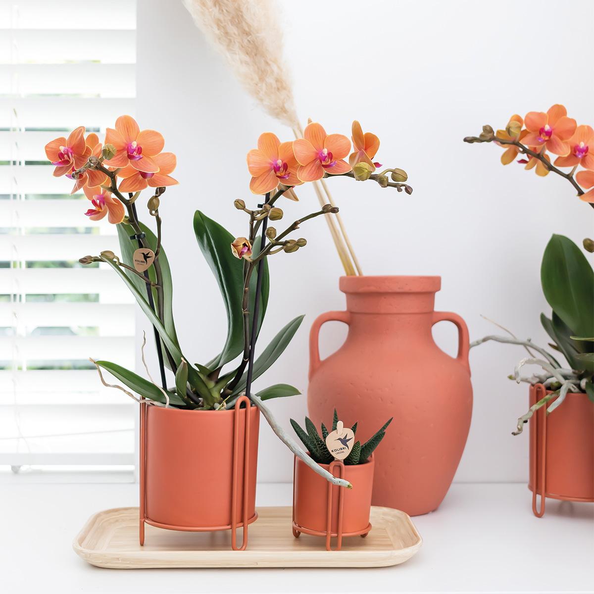 Oranje Phalaenopsis orchidee - Mineral Bolzano - potmaat Ø9cm | bloeiende kamerplant - vers van de kweker
