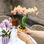 oranje Phalaenopsis orchidee potmaat Ø9cm | Jamaica | bloeiende kamerplant - vers van de kweker