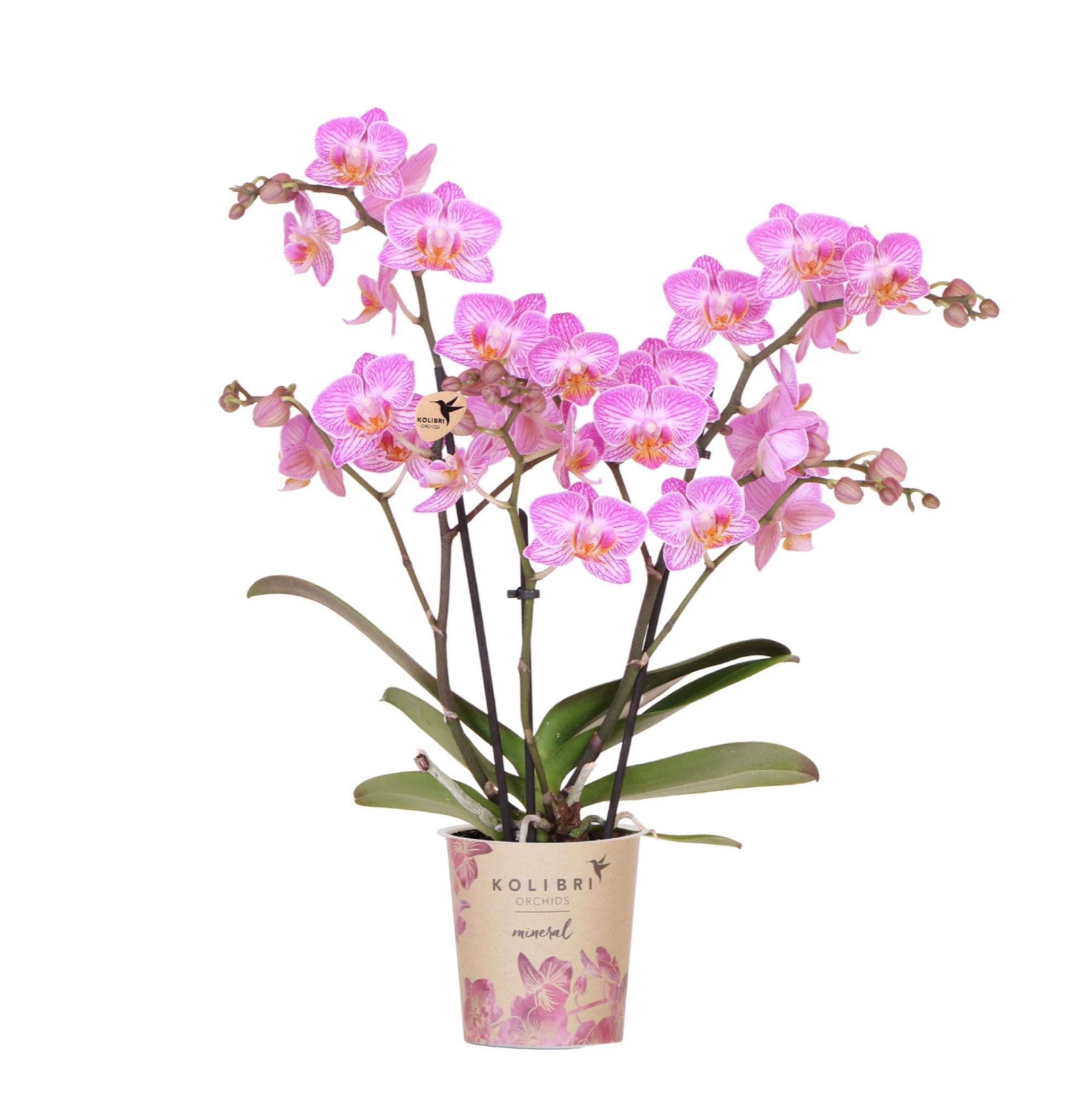 Roze phalaenopsis orchidee potmaat Ø9cm | Switzerland | bloeiende kamerplant - vers van de kweker