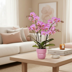 Roze phalaenopsis orchidee potmaat Ø9cm | Switzerland | bloeiende kamerplant - vers van de kweker