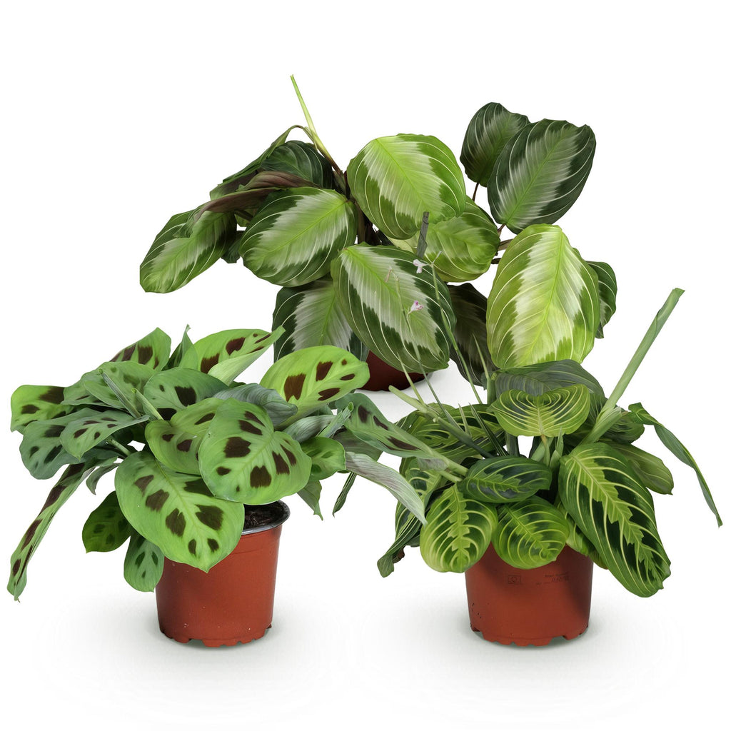 Kamerplant set van 3  - Marantha Silverband, Marantha Lemon Lime Marantha Kerchoveana - Gebedsplant - Huisdiervriendelijke Plant - Groen - 3 Planten - Pot 12cm - Hoogte 25cm