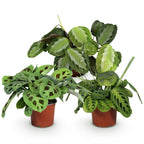 Kamerplant set van 3  - Marantha Silverband, Marantha Lemon Lime Marantha Kerchoveana - Gebedsplant - Huisdiervriendelijke Plant - Groen - 3 Planten - Pot 12cm - Hoogte 25cm