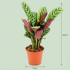 Ctenathe Burle-Marxii - Ø 14 cm - Hoogte: 35 - 40 cm