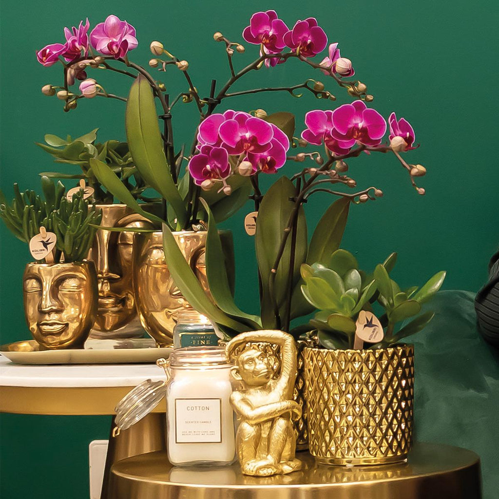 paarse Phalaenopsis orchidee - Morelia + Diamond sierpot goud - potmaat Ø9cm - 35cm hoog | bloeiende kamerplant - vers van de kweker