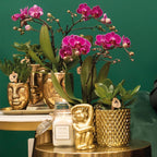 paarse Phalaenopsis orchidee - Morelia + Diamond sierpot goud - potmaat Ø9cm - 35cm hoog | bloeiende kamerplant - vers van de kweker
