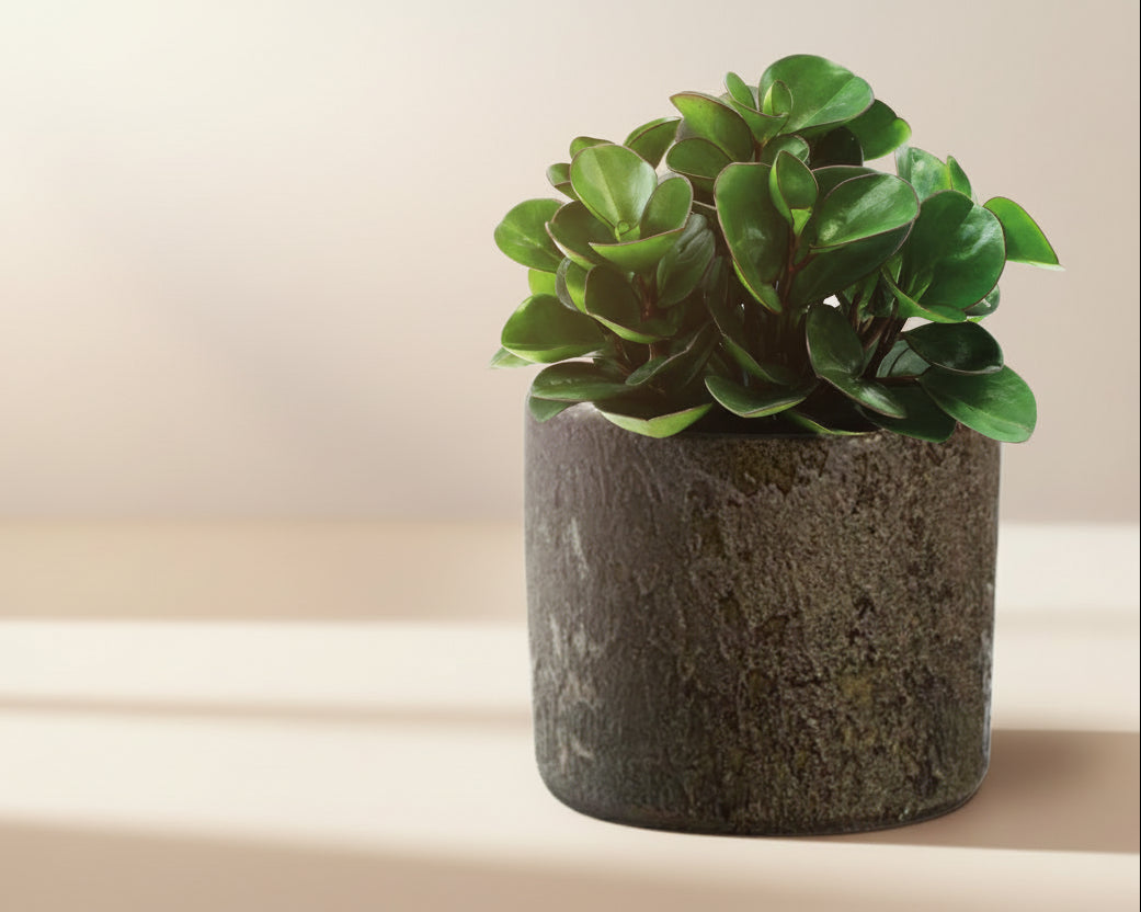 Peperomia Burning Bush - Ø15cm - ↕25cm + Maas Pot D16x14cm - Bruin