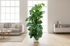 Combi deal - Monstera Pertusum XL inclusief elho Jazz Round wit Ø26 - 150 cm