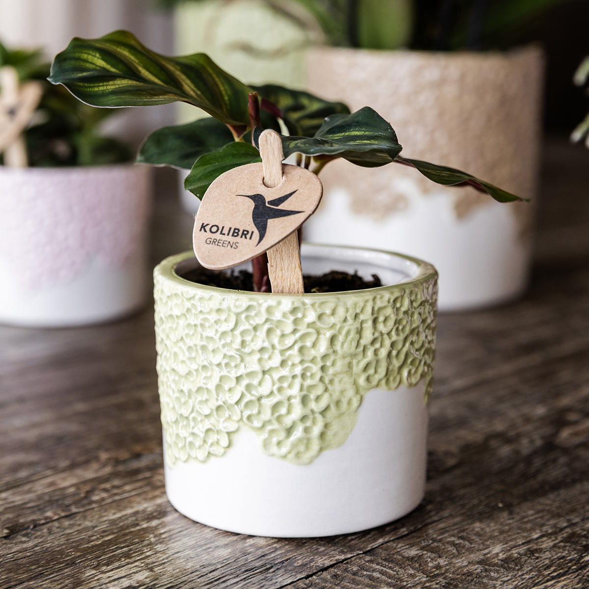 Plantenset Bloom Green | Gele Albenga orchidee 9cm + groene planten incl. sierpotten