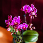 Paarse phalaenopsis orchidee potmaat Ø9cm | Morelia | bloeiende kamerplant - vers van de kweker