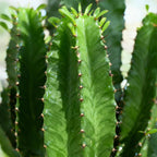 Euphorbia eritrea - Afrikaanse melkboom - Weinig onderhoud - Groen - 1 - Pot 19cm - Hoogte 70cm