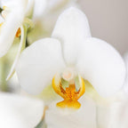 Surprise Diamond - verrassingsbox met 1x Kolibri Diamond orchidee Ø9cm - vers van de kweker
