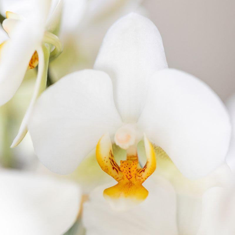 Surprise Diamond - verrassingsbox met 1x Kolibri Diamond orchidee Ø9cm - vers van de kweker
