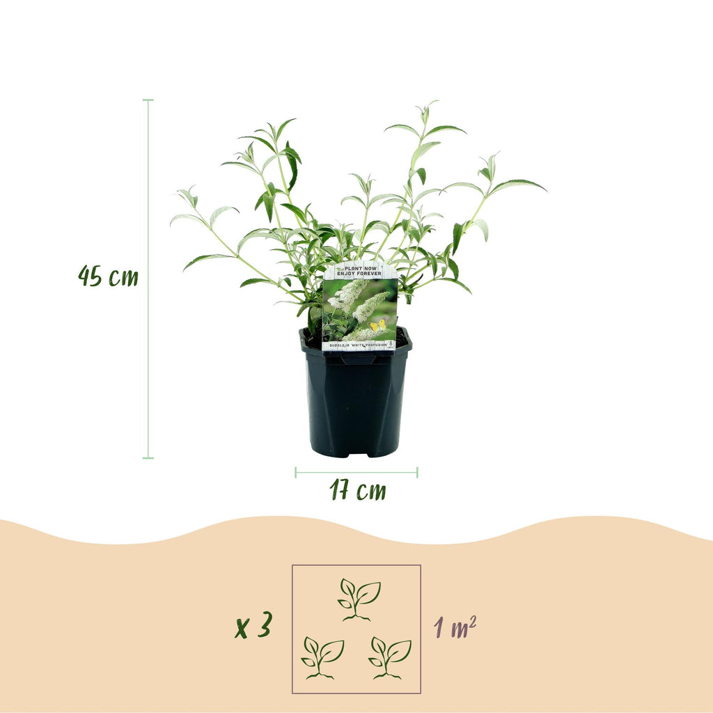 Tuinplant - 3x Buddleja davidii White Profusion - Vlinderstruik - Winterhard - Wit - 3 Planten - Pot 17cm - Hoogte 45cm