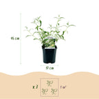 Tuinplant - 3x Buddleja davidii White Profusion - Vlinderstruik - Winterhard - Wit - 3 Planten - Pot 17cm - Hoogte 45cm