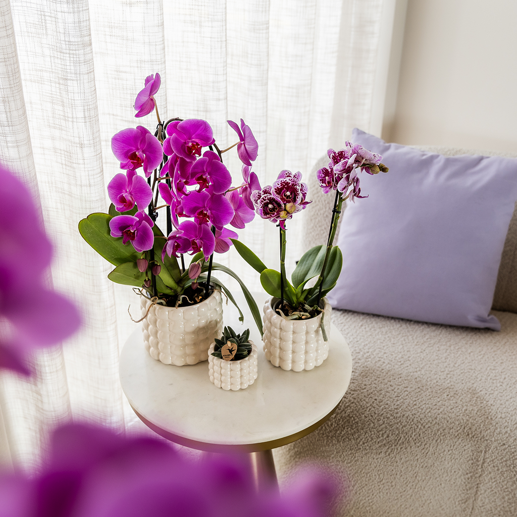 Paarse phalaenopsis orchidee potmaat Ø12cm | Freeride | bloeiende kamerplant - vers van de kweker