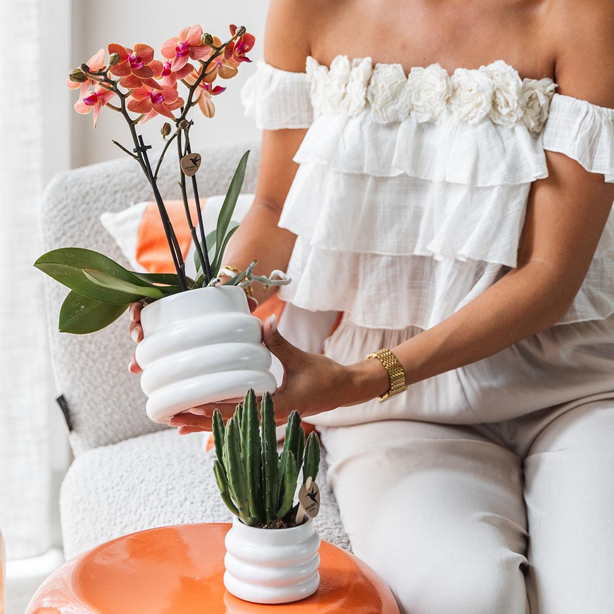 Oranje Phalaenopsis orchidee - Mineral Bolzano + Bubble pot white - potmaat Ø9cm | bloeiende kamerplant - vers van de kweker