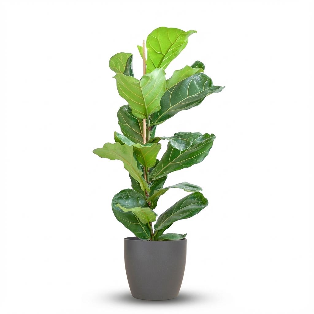 Ficus Lyrata met Potter pot grijs - 80cm - Ø21