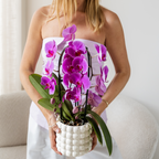 Paarse phalaenopsis orchidee potmaat Ø12cm | Freeride | bloeiende kamerplant - vers van de kweker