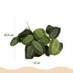 Maranta Fascinator Silverband - Gebedsplant - Huisdiervriendelijke Plant - Groen - 1 Plant - met Mand - Pot 12cm - Hoogte 25cm