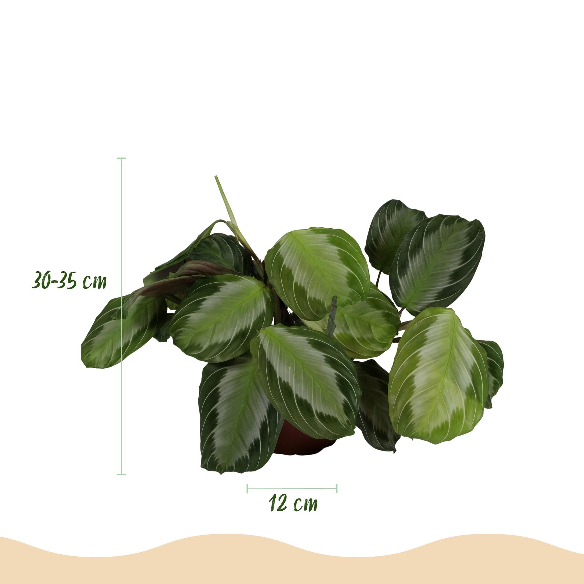 Maranta Fascinator Silverband - Gebedsplant - Huisdiervriendelijke Plant - Groen - 1 Plant - met Mand - Pot 12cm - Hoogte 25cm