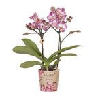 Roze paarse phalaenopsis orchidee potmaat Ø9cm | Bora Bora | bloeiende kamerplant - vers van de kweker