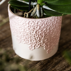 Gift Set Bloom roze | Roze Phalaenopsis orchidee Portugal met groene plant in Bloom roze sierpotten op Cloud plate roze
