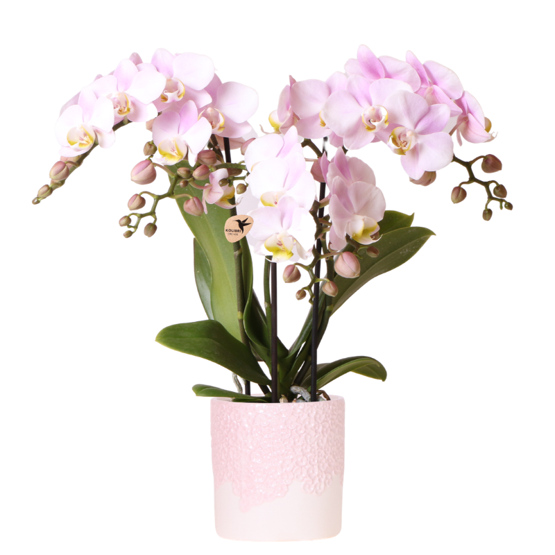 Roze orchidee Portugal + Bloom sierpot - potmaat Ø9cm | bloeiende kamerplant - vers van de kweker