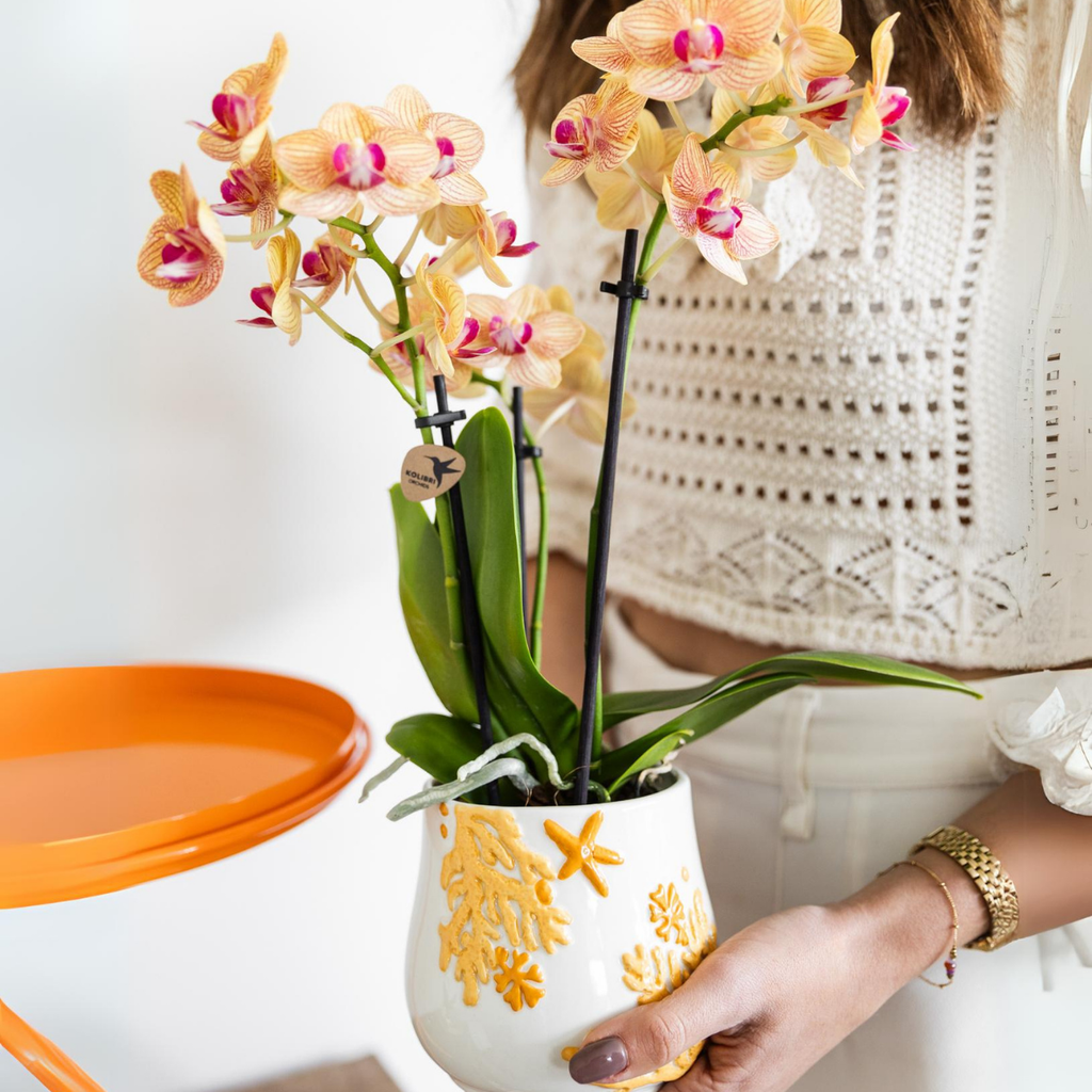 oranje Phalaenopsis orchidee potmaat Ø9cm | Jamaica | bloeiende kamerplant - vers van de kweker