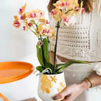oranje Phalaenopsis orchidee potmaat Ø9cm | Jamaica | bloeiende kamerplant - vers van de kweker