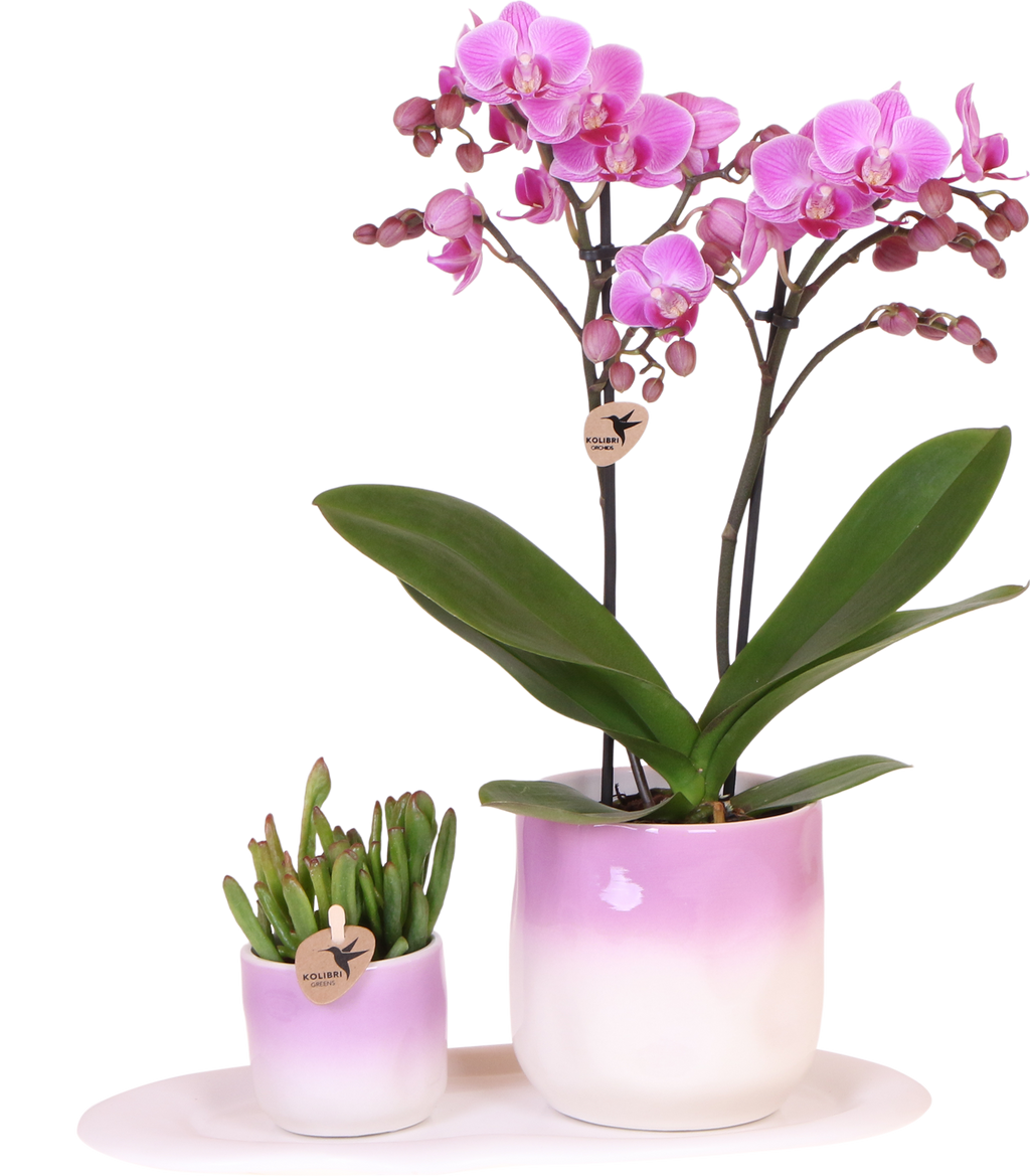 Plantenset Valentijn 'Gradience Pink' | Paarse Phalaenopsis Orchidee Vienna en Succulent incl. keramieken sierpotten
