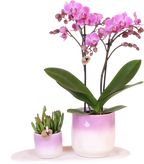 Plantenset Valentijn 'Gradience Pink' | Paarse Phalaenopsis Orchidee Vienna en Succulent incl. keramieken sierpotten