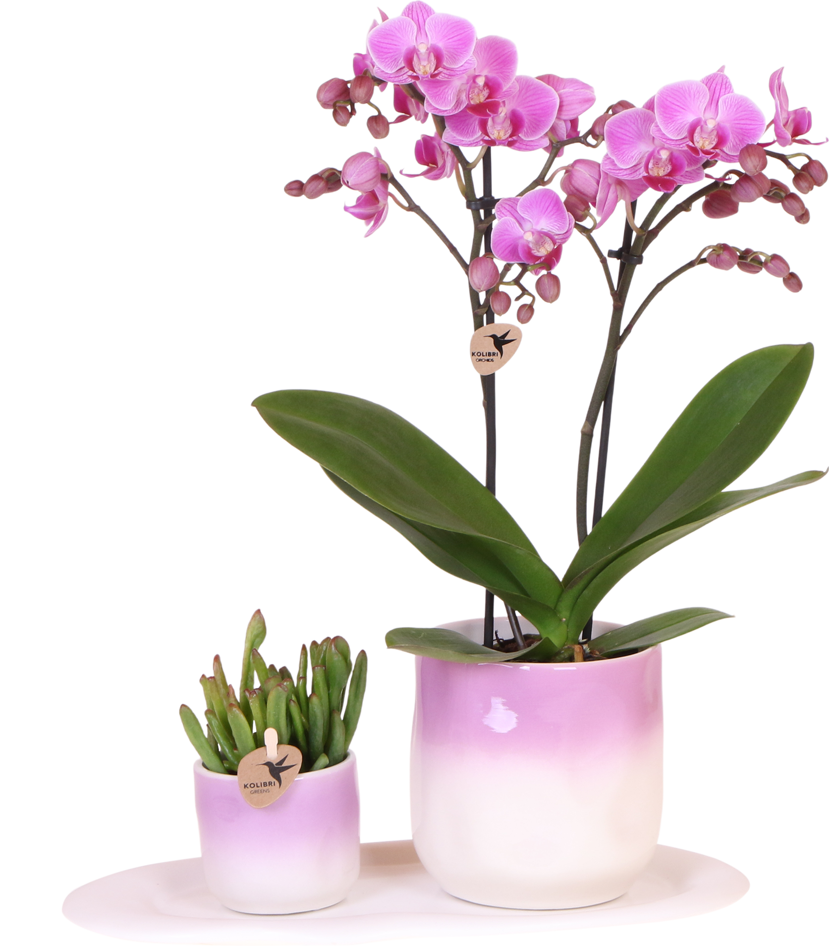 Plantenset Valentijn 'Gradience Pink' | Paarse Phalaenopsis Orchidee Vienna en Succulent incl. keramieken sierpotten