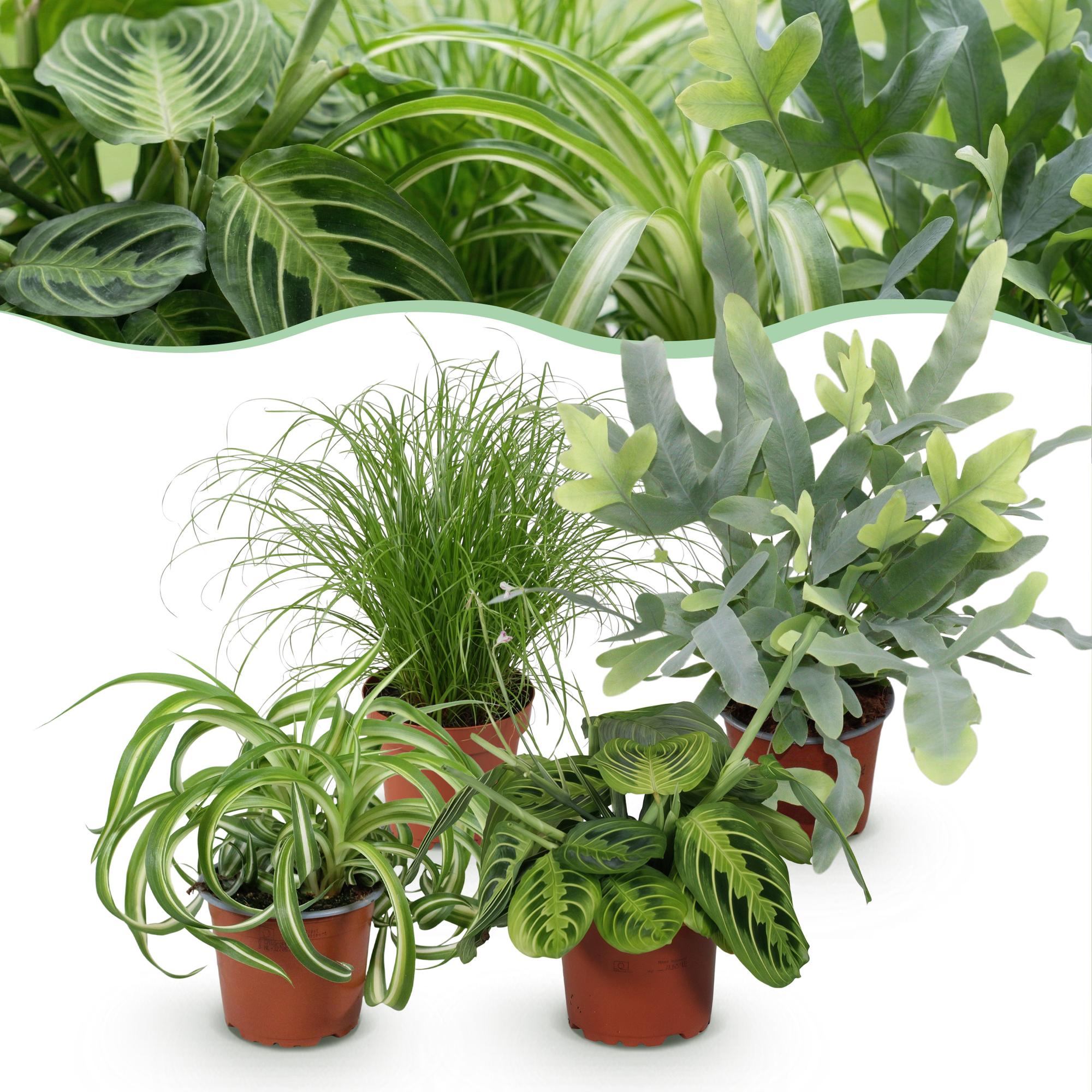 Kamerplant mix van 4 stuks- Chlorophytum - Cyperus - Phlebodium - Marantha - Mix van 4 - Huisdiervriendelijke Planten - Groen - 4 Planten - Pot 12cm - Hoogte 25cm