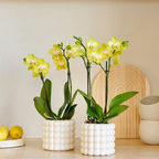 Plantenset Poppy White Yellow | Gele Albenga orchidee incl. keramieken sierpotten – potmaat Ø9 cm
