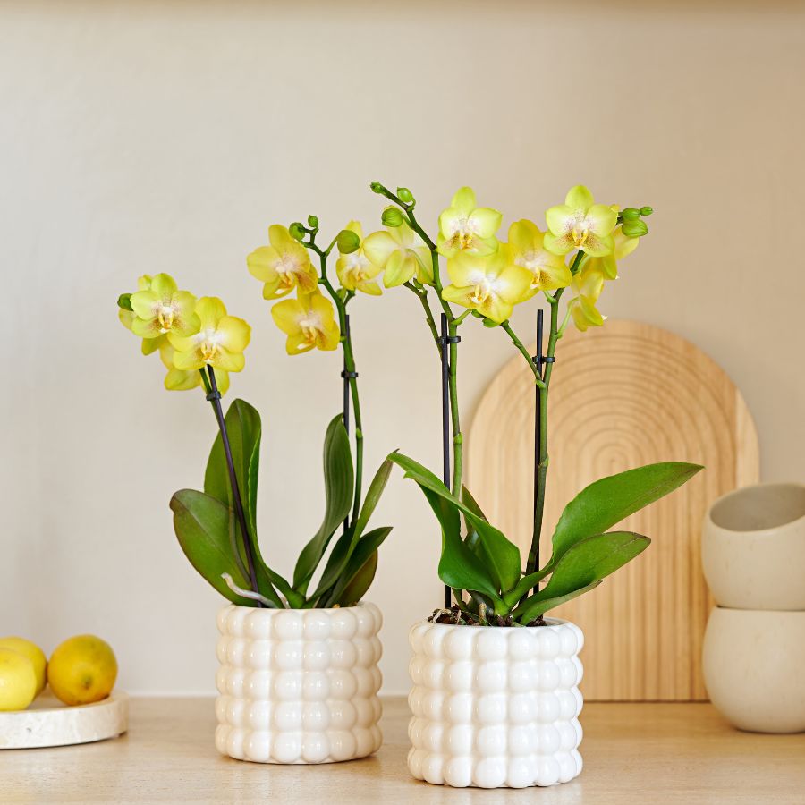 Plantenset Poppy White Yellow | Gele Albenga orchidee incl. keramieken sierpotten – potmaat Ø9 cm
